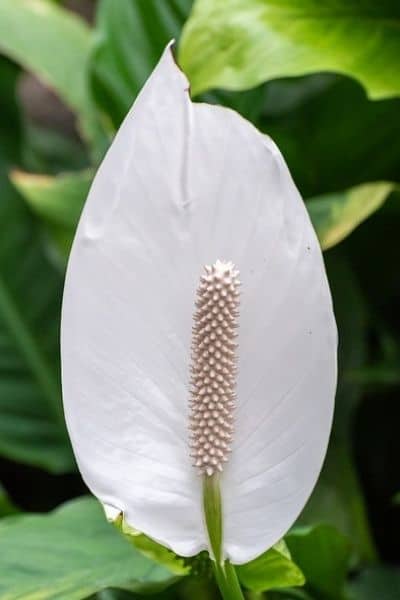 peace lily flower