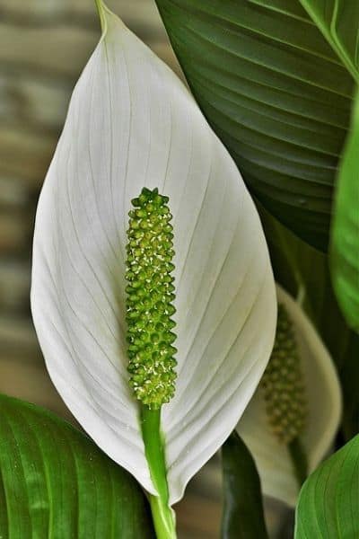 peace lily blooming