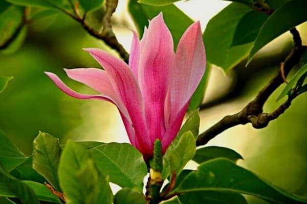 magnolia blossom