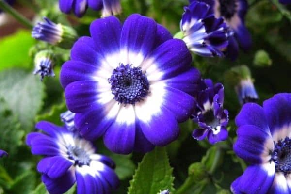 blue cineraria flowers
