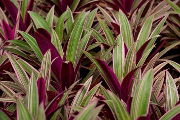 striped boat lily plants