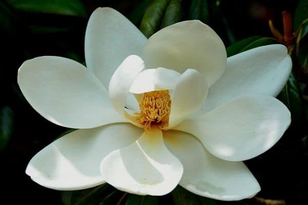 white magnolia flower