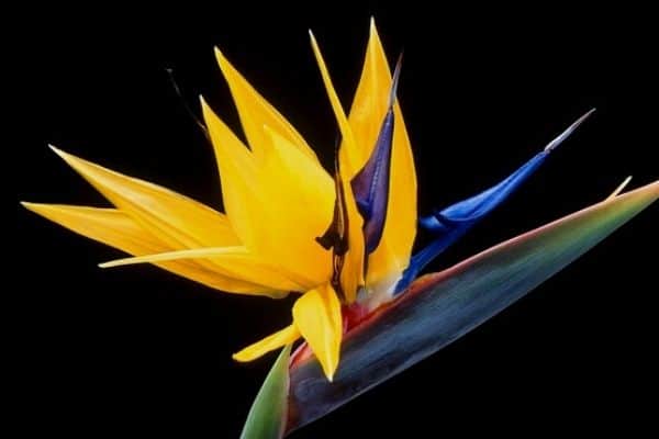 yellow bird of paradise flower