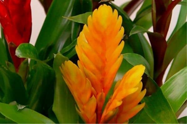yellow bromeliad flower