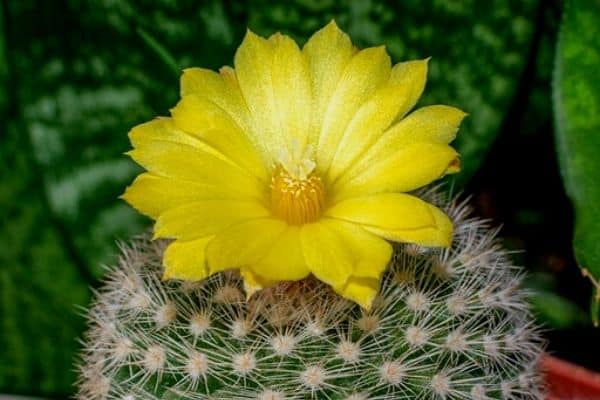 yellow cactus flower