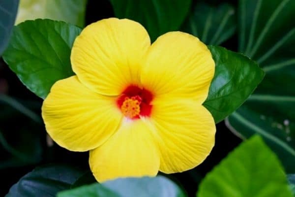 yellow hibiscus flower