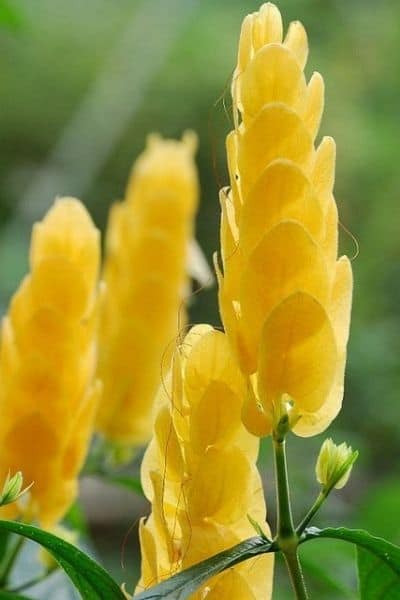 yellow lollipop flower