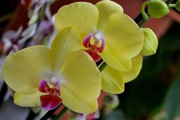 yellow flowering houseplants