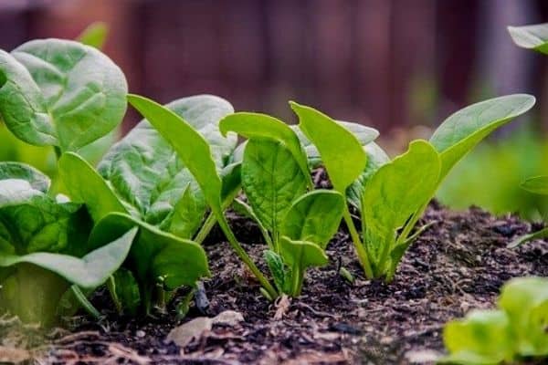 plantas de espinaca bebé