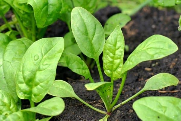 baby spinach seedlings