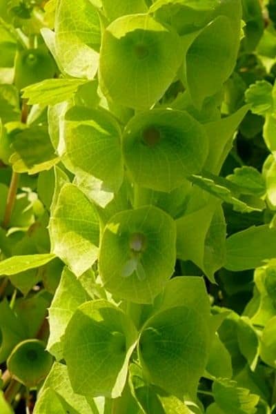 bells of Ireland flowers