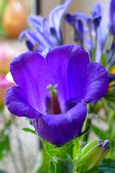 canterbury bell flower