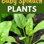 growing baby spinach