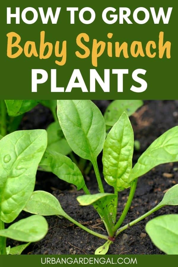 baby spinach leaves