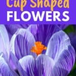 beautiful cup shaped flowers