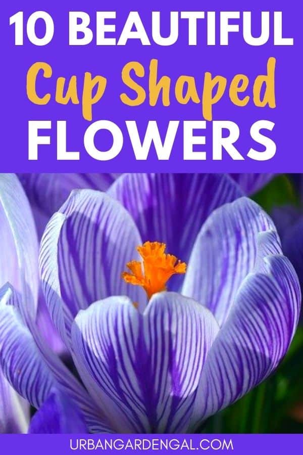 bowl or cup shaped flowers