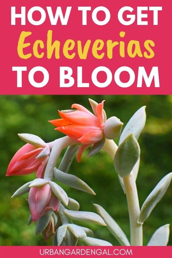 echeveria blooming