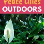 grow peace lilies outdoors