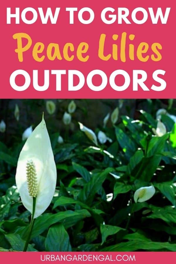 grow peace lily outdoors