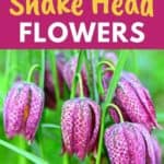 growing snake head flowers