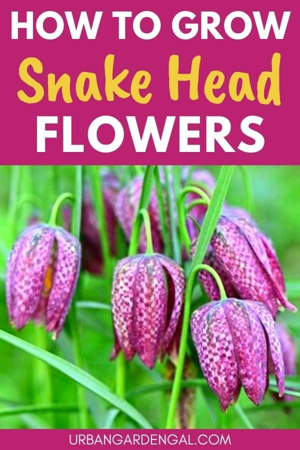 growing snake head fritillaries