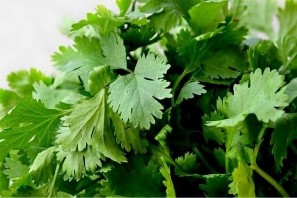 growing herbs indoors