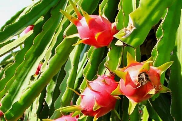 climbing fruit vine