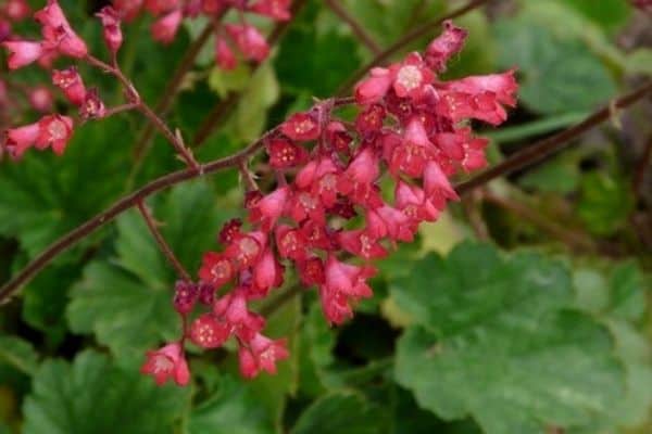 coral bell flowers