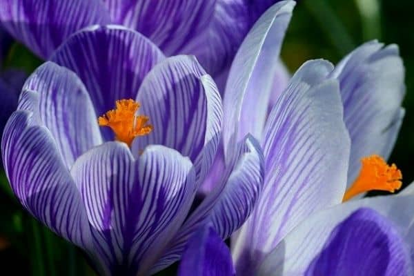 crocus flowers