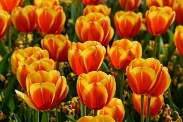 tulip flowers