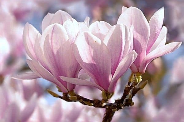 saucer magnolia flowers