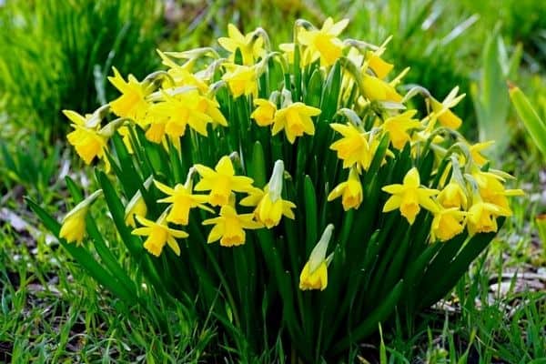 daffodil flowers