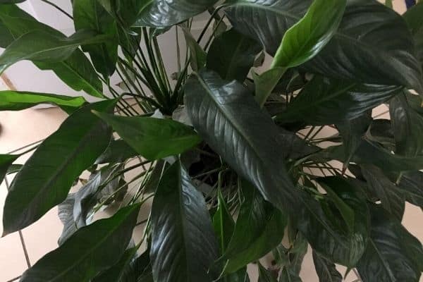 dividing peace lily plant