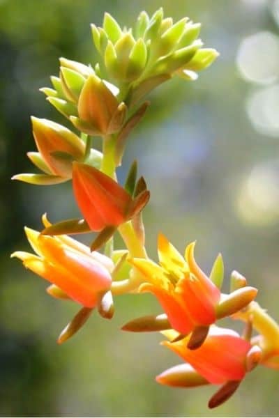 echeveria flower stalk