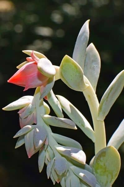 echeveria flower spike