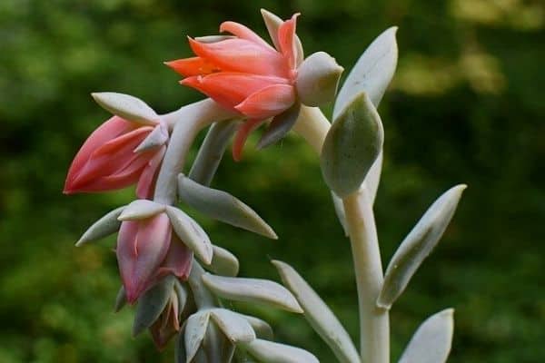 echeveria flowers