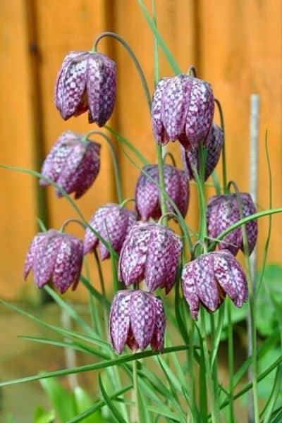 fritillaria meleagris flowers