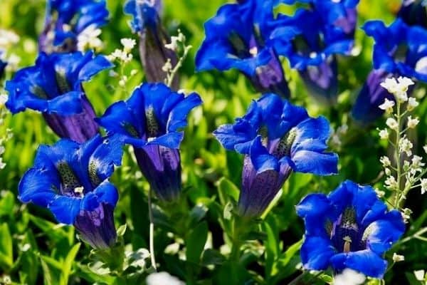 gentian flowers