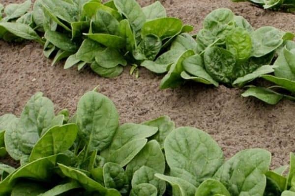 growing baby spinach plants