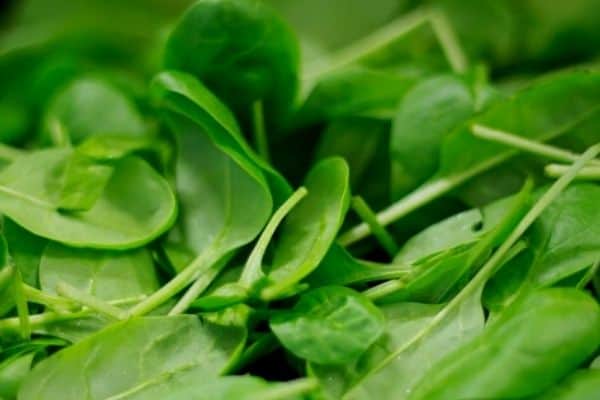 harvesting baby spinach