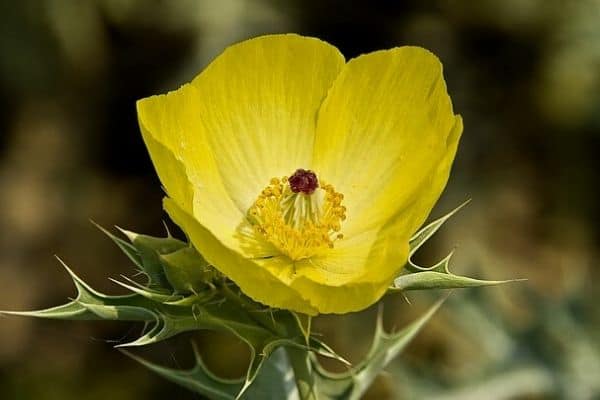 mexican prickly poppy flower