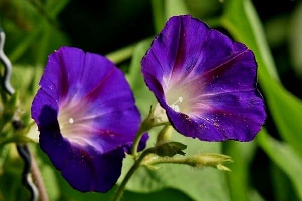 morning glory flowers