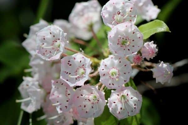 mountain laurel flowers