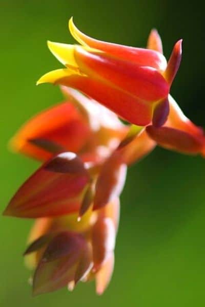 orange echeveria flower