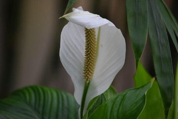 peace lily plant in the garden