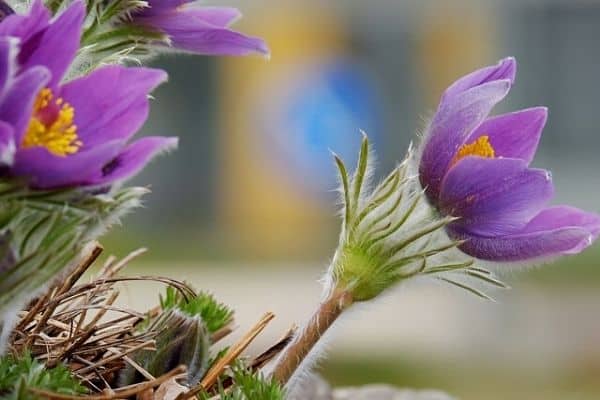 pasque flowers