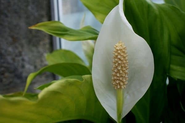 outdoor peace lily