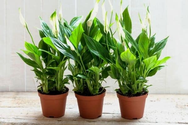 peace lily plants in pots