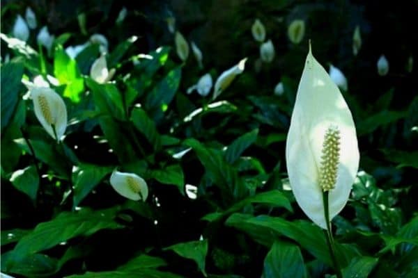 peace lily plants growing outdoors