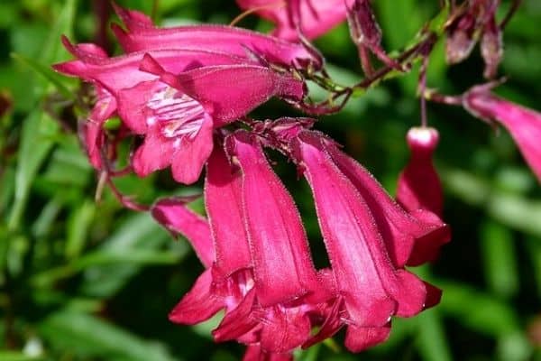 penstemon flowers